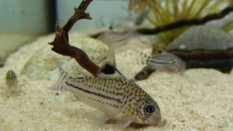 Corydoras Julii von Martin W. (31)