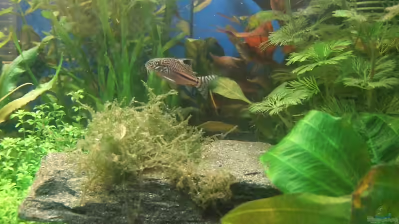 Aquarien für Corydoras julii (Julii-Panzerwels)
