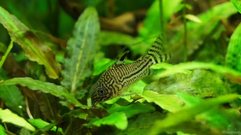 Aquarien für Corydoras julii (Julii-Panzerwels)