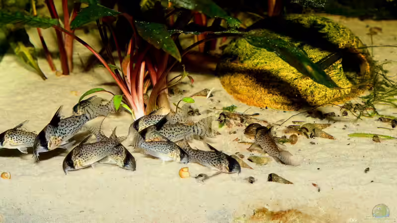 corydoras kanei von Justin Xiang (7)