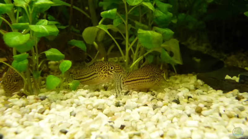 Corydoras leopardos von Steffen S. (17)