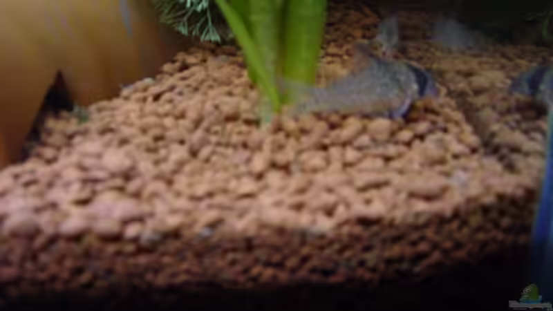 Corydoras leucomelas von Claudio Zeitler (9)