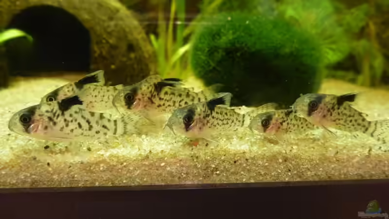 Aquarien mit Corydoras leucomelas (Schwarzflossen Panzerwels)