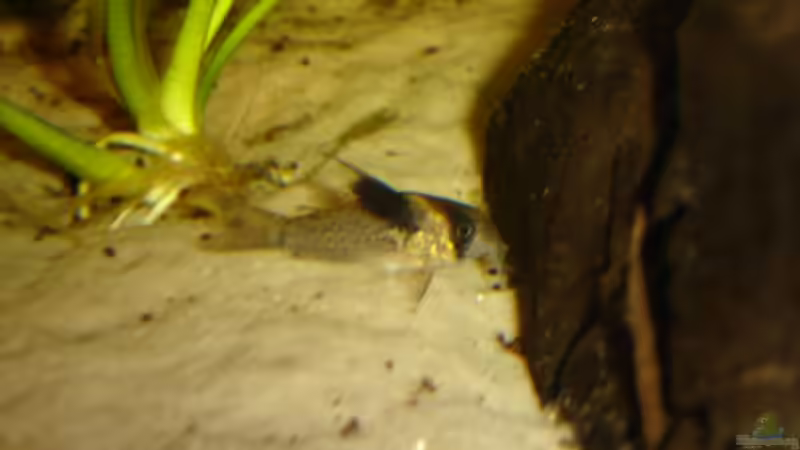 Corydoras melanistius im Aquarium halten (Einrichtungsbeispiele mit Schwarzsegel Panzerwels)