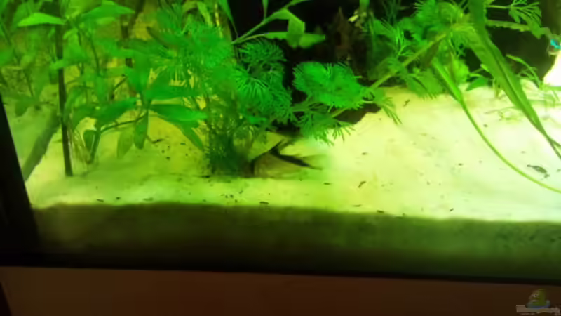 Aquarien mit Corydoras melini (Kopfbinden-Panzerwels)