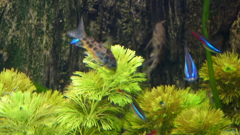 Corydoras Nachwuchs beim abgründeln der Pflanzen von Nico (49)