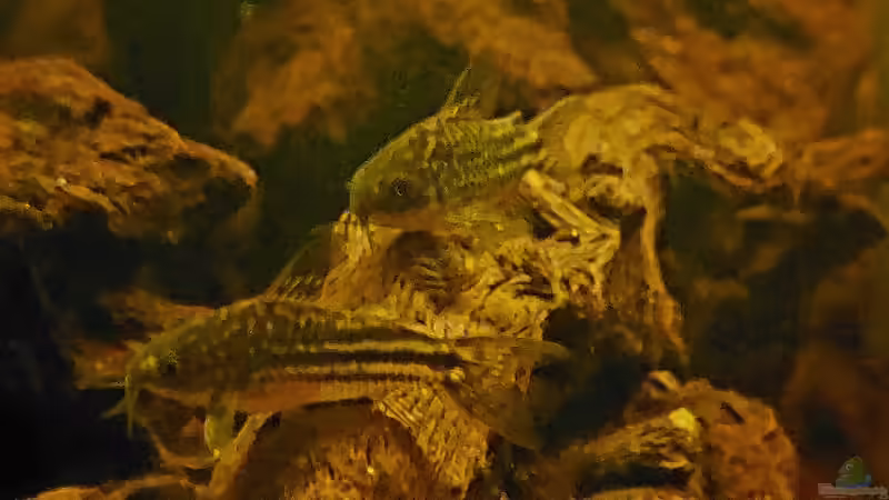 Corydoras napoensis  von NiRo (21)
