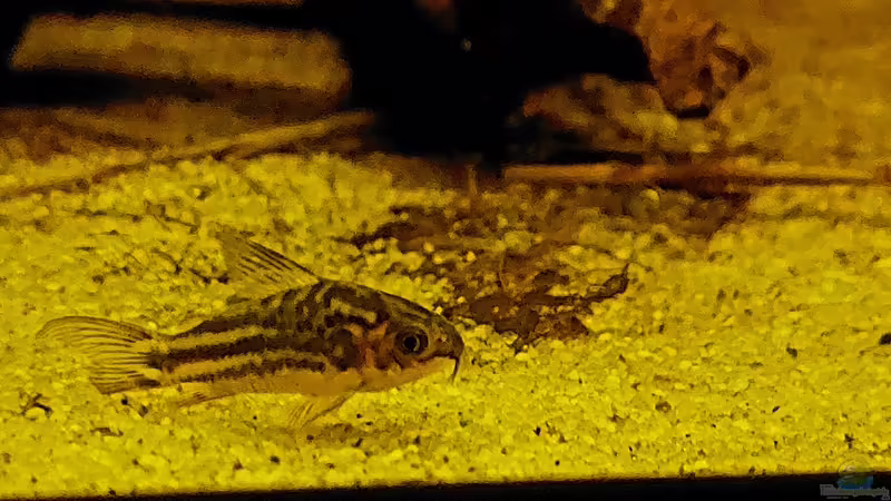 Corydoras napoensis  von NiRo (30)