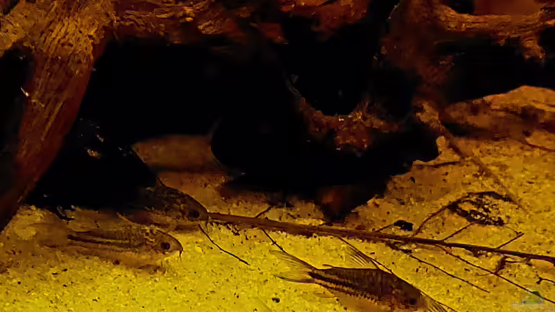 Corydoras napoensis im Aquarium halten (Einrichtungsbeispiele mit C. napoensis)