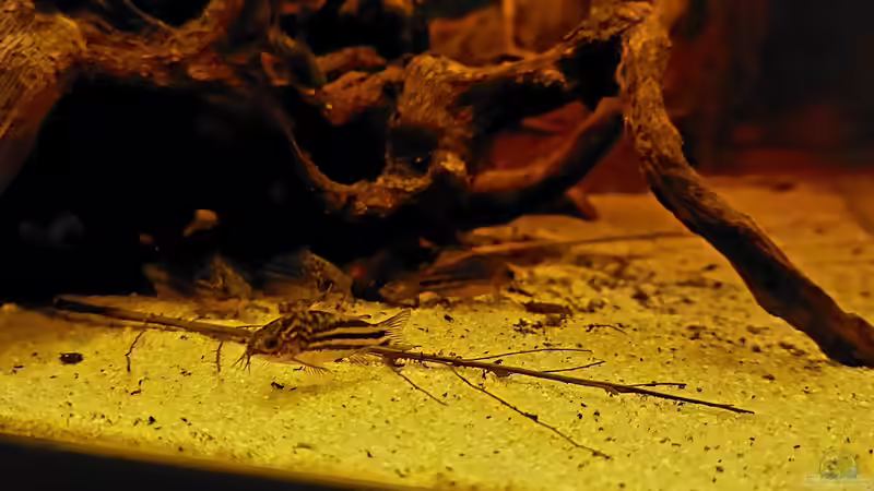 Corydoras napoensis im Aquarium halten (Einrichtungsbeispiele mit C. napoensis)