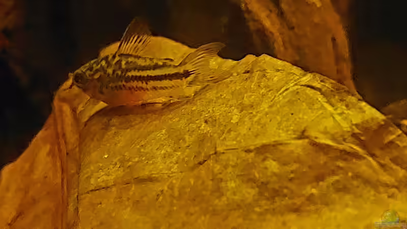 Corydoras napoensis im Aquarium halten (Einrichtungsbeispiele mit C. napoensis)