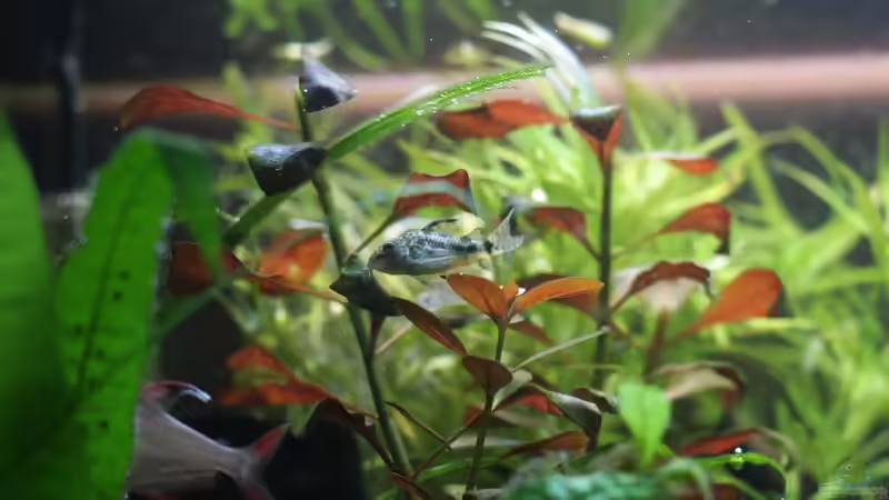 Corydoras Paleatus - 10.01.2015 von Jonas (Trancemania) (14)