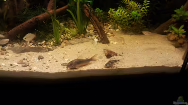 Corydoras paleatus + Corydoras aeneus von Michael Scheffler (35)