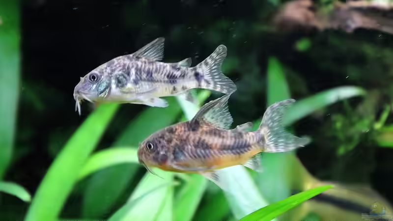 Corydoras paleatus  von brimar67 (25)