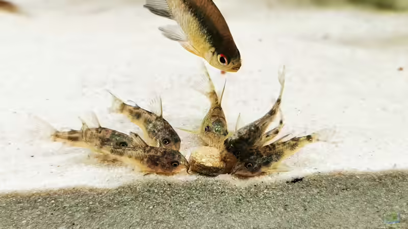 Corydoras paleatus  von Heike Fuchs (57)