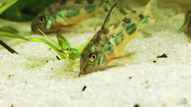 Corydoras paleatus  von Heike Fuchs (78)