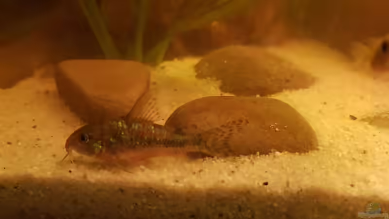 Corydoras paleatus  von Ralleplus FARA (2)