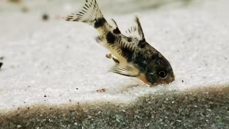 Aquarien für Corydoras paleatus (Marmorierter Panzerwels)