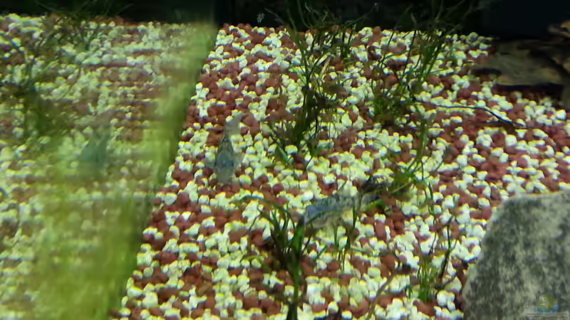 Corydoras paleatus 03,12,2012 von Katharina Müller (9)