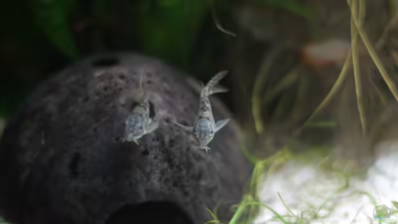 Corydoras Paleatus 2 - 10.01.2015 von Jonas (Trancemania) (17)