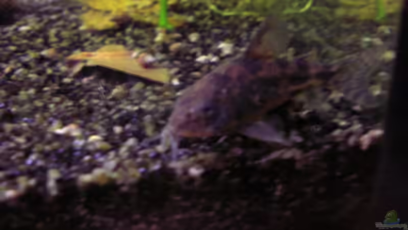 Corydoras paleatus 2 von Südamerikafreak BK (18)