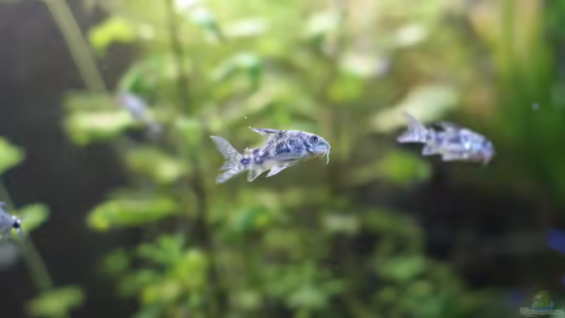 Corydoras Paleatus 3 - 10.01.2015 von Jonas (Trancemania) (20)