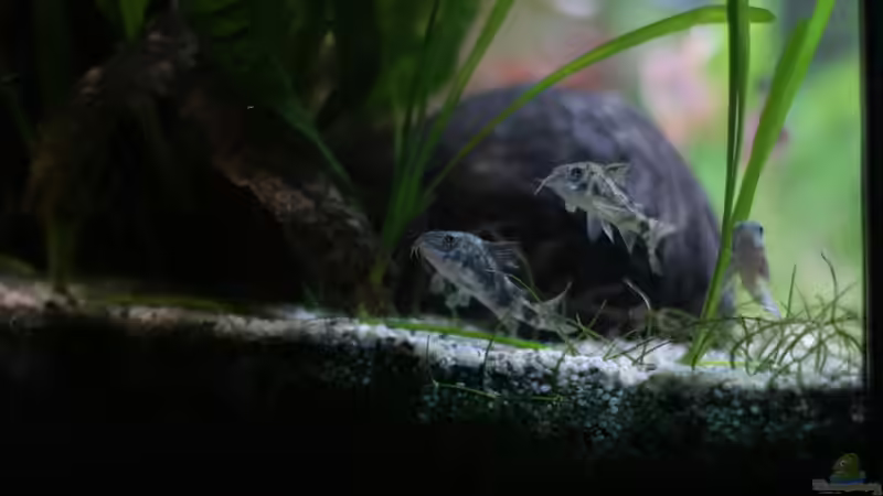 Corydoras Paleatus 4 - 10.01.2015 von Jonas (Trancemania) (24)