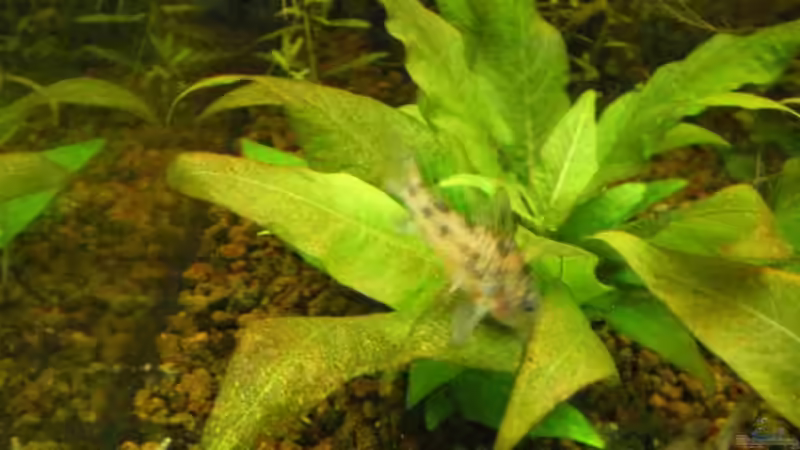 Corydoras Paleatus auf der Suche nach fressbarem von CPeters (9)