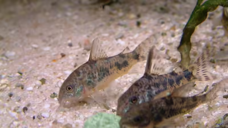 Corydoras Paleatus bei der Fütterung von Oliver Schürmann (24)