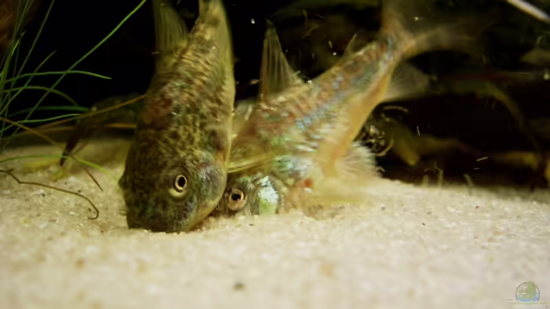 Corydoras paleatus beim Tubifex futtern von Manuel (7)