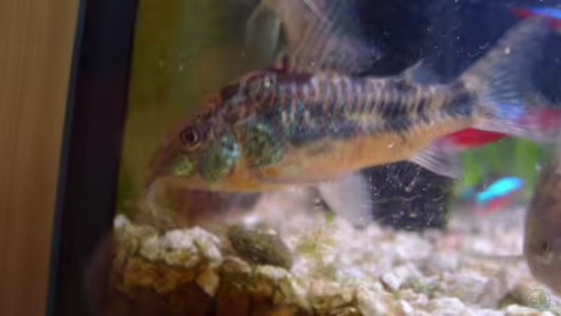 Aquarien für Corydoras paleatus (Marmorierter Panzerwels)