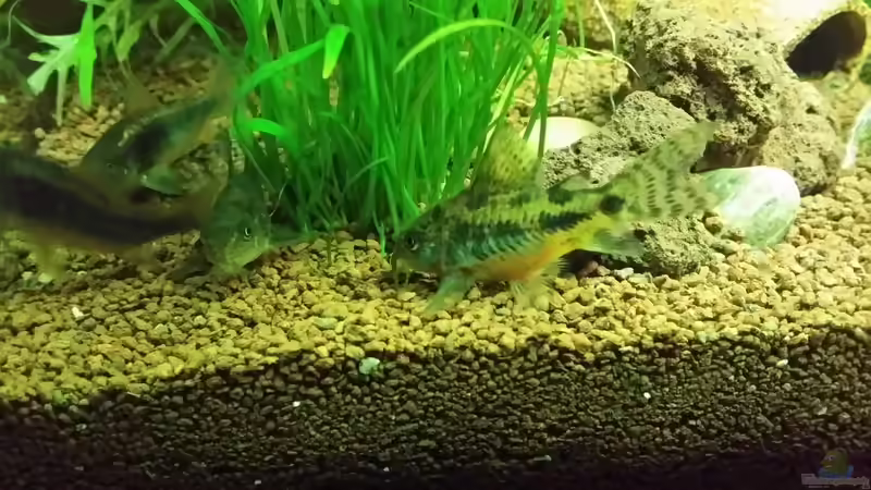 Corydoras paleatus (Marmorierter Panzerwels) von Pitt1platsch (3)