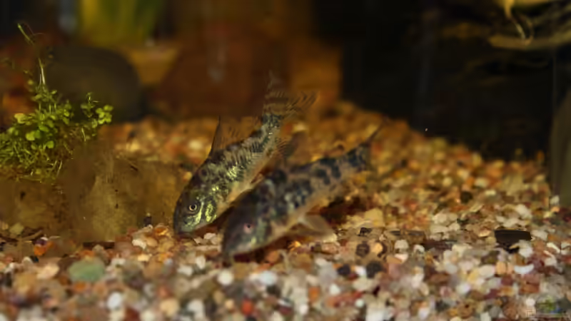 Corydoras paleatus (marmorierter Panzerwels) von SouthAmerica (23)