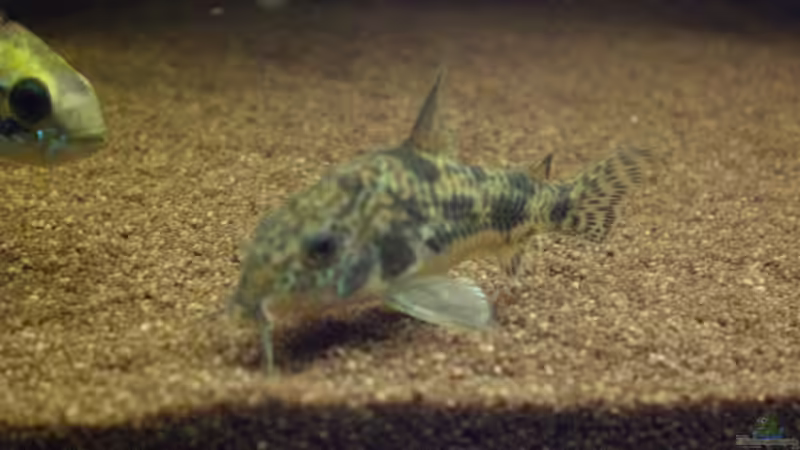 Corydoras paleatus von ChrisW (11)