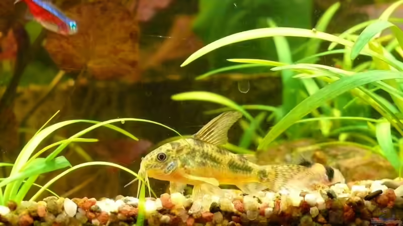 Corydoras paleatus von Die kleine Meerjungfrau (51)