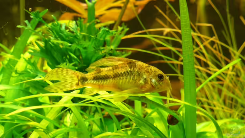 Corydoras paleatus von Die kleine Meerjungfrau (52)