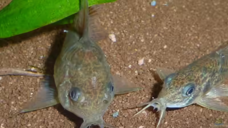 Corydoras paleatus von DieDa84 (18)