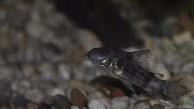 Corydoras paleatus von Patrick Scheffer (30)