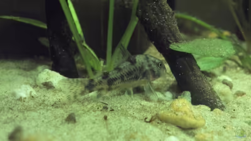 Corydoras paleatus von Patrick Scheffer (31)