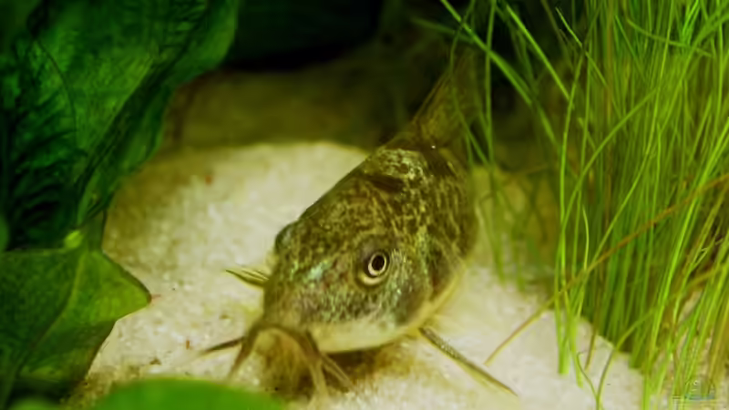 Corydoras paleatus w von Manuel (6)
