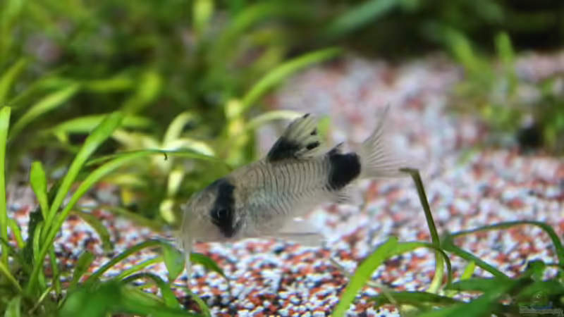 Corydoras Panda - Pandapanzerwels (1 von 10) von coachdriver_uwe (81)