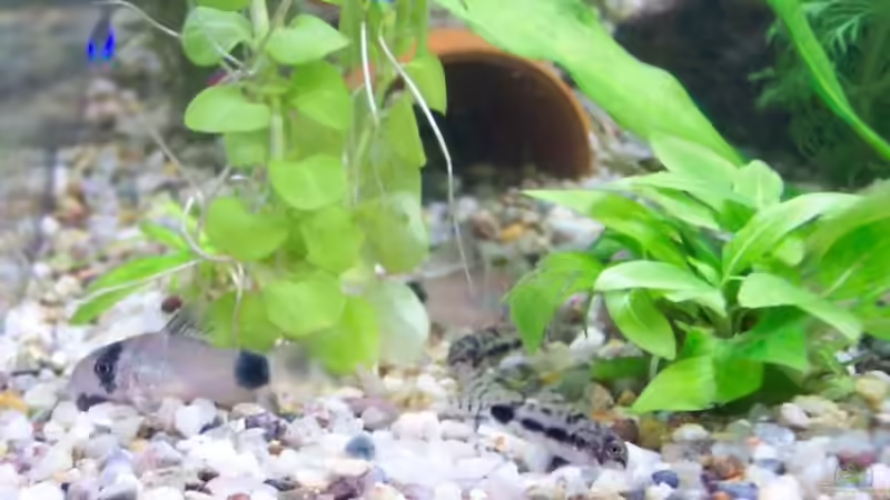 Aquarien für Corydoras panda (Panda-Panzerwels)