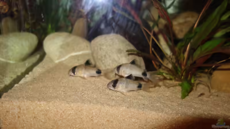 Corydoras Panda  von NOWI1976 (5)