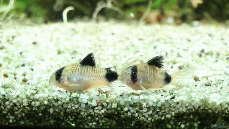 Corydoras panda 30/08/2015 von Phil Cave (80)
