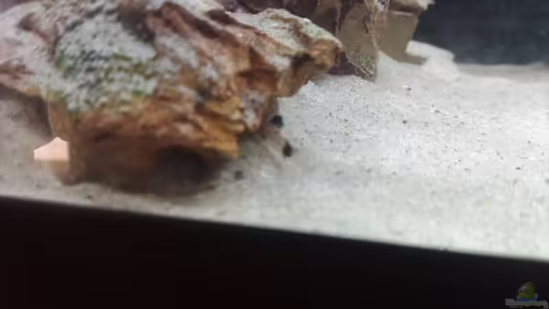 Corydoras panda (4 Wochen alt) von Torsten Bullmahn (40)