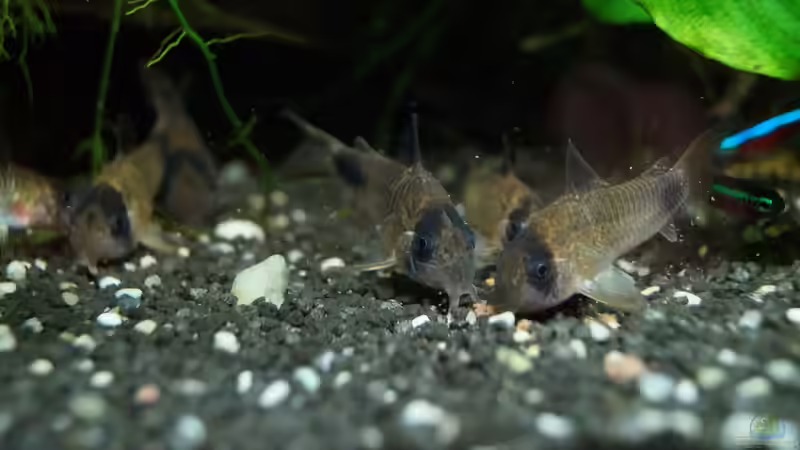 Corydoras panda beim Fressen von Guido Seifert (31)