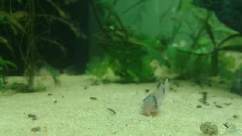 Corydoras panda die 3te von er1301 (32)