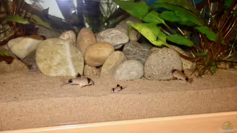 Corydoras Panda mit Jungtier...  von NOWI1976 (7)
