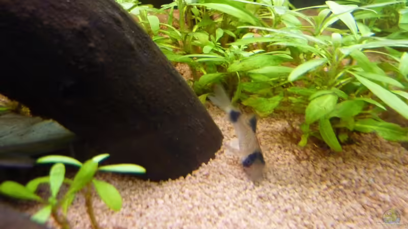 Corydoras panda (Panda- Panzerwels) von basSman (18)