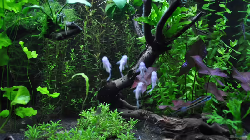 Corydoras panda/Panda Panzerwels von Michael Z. (35)